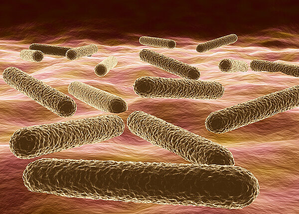 Jede fünfte Tuberkulose Europa-Erkrankung in Europa bleibt unerkannt. Mikroskopische Ansicht von Bakterien Mycobacterium tuberculosis Erreger der Tuberkulose