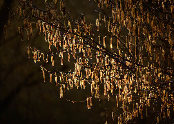 Pollenflug der Hasel hat begonnen, schon im Januar Heuschnupfen Haselpollen-Kätzchen an einem ansonsten kahlen Baum