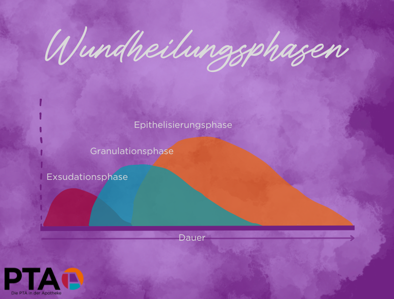 Grafik, wie sich die drei Wundheilungsphasen überschneiden