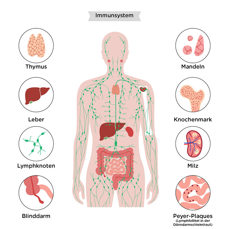 Zeichnung eines menschlichen Oberkörpers bis zu den Oberschenkeln mit einigen Organen. Am Rand sind noch einmal besonders hervorgehoben: Thymus, Leber, Lymphknoten, Blinddarm, Mandeln, Knochenmark, Milz und Peyer-Plaques.