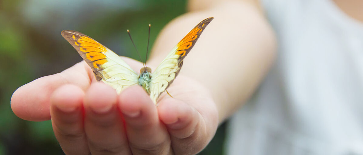 Nahaufnahme: Kind mit Schmetterling auf der Hand 