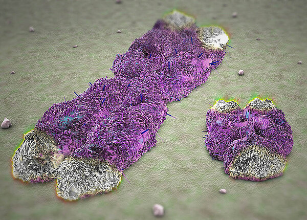 Was passiert, wenn das Y-Chromosom im Alter verschwindet Ein großes X-förmiges Chromosom und ein wesentlich kleineres Y-Chromosom