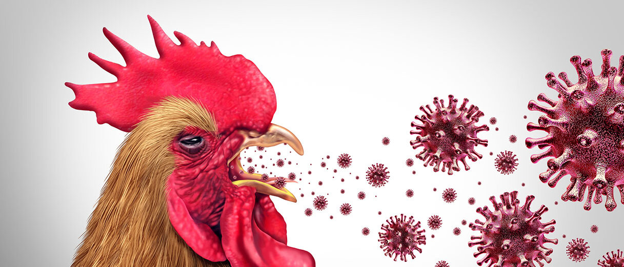Aus dem Mund eines Hahns mit rotem Kamm kommen rote Viren