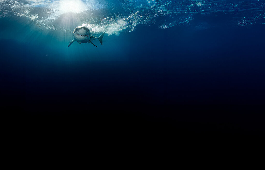 PTA-Fortbildung Infektionen im und am Mund Unterwasser: Ein Hai schwimmt dicht unter der Wasseroberfläche auf den Betrachter zu – mit vielen spitzen Zähnen im Maul.