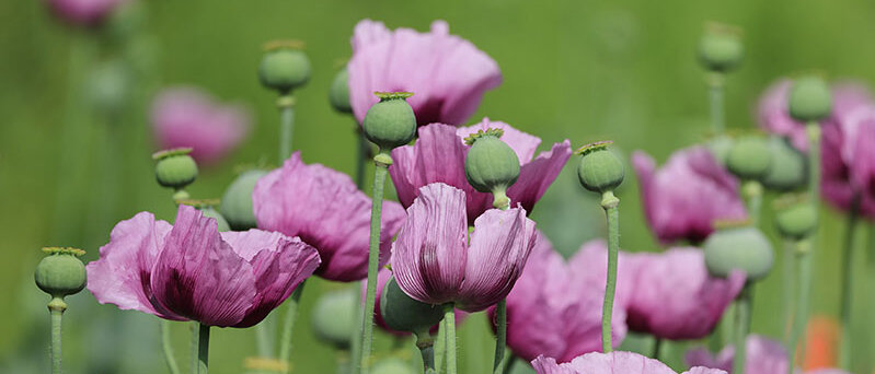 violett blühender Schlafmohn