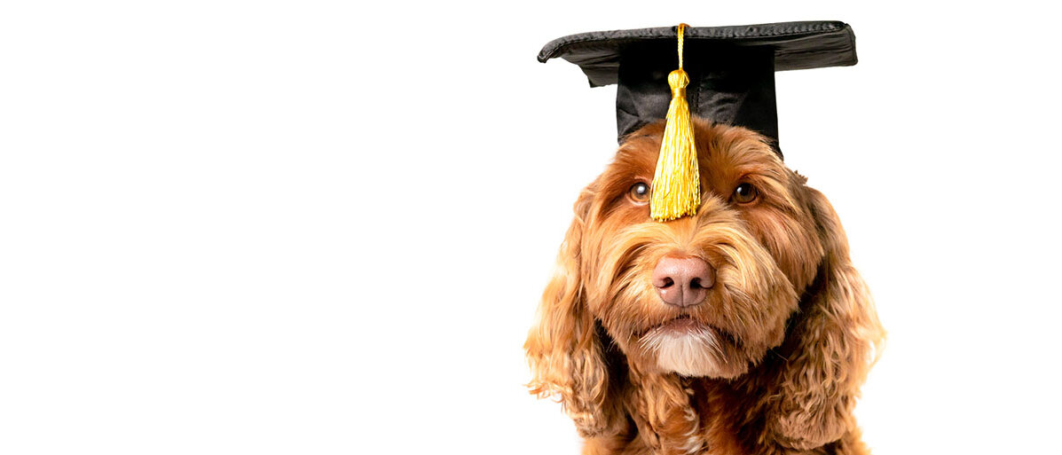 Ein brauner, lockiger Hund trägt ein Mortarboard, den schwarzen Absolventenhut. Dessen Quaste baumelt zwischen seinen Augen.