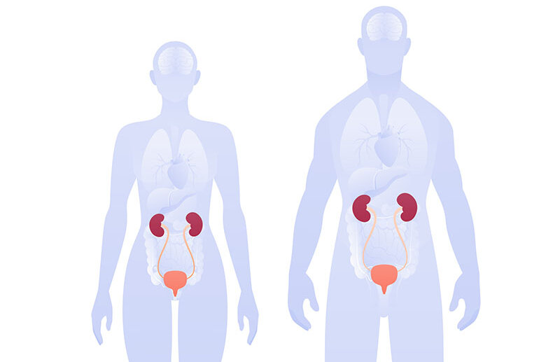 Vor den Silhouetten einer Frau und eines Mannes sind jeweils Niere, Harnleiter, und Blase abgebildet.