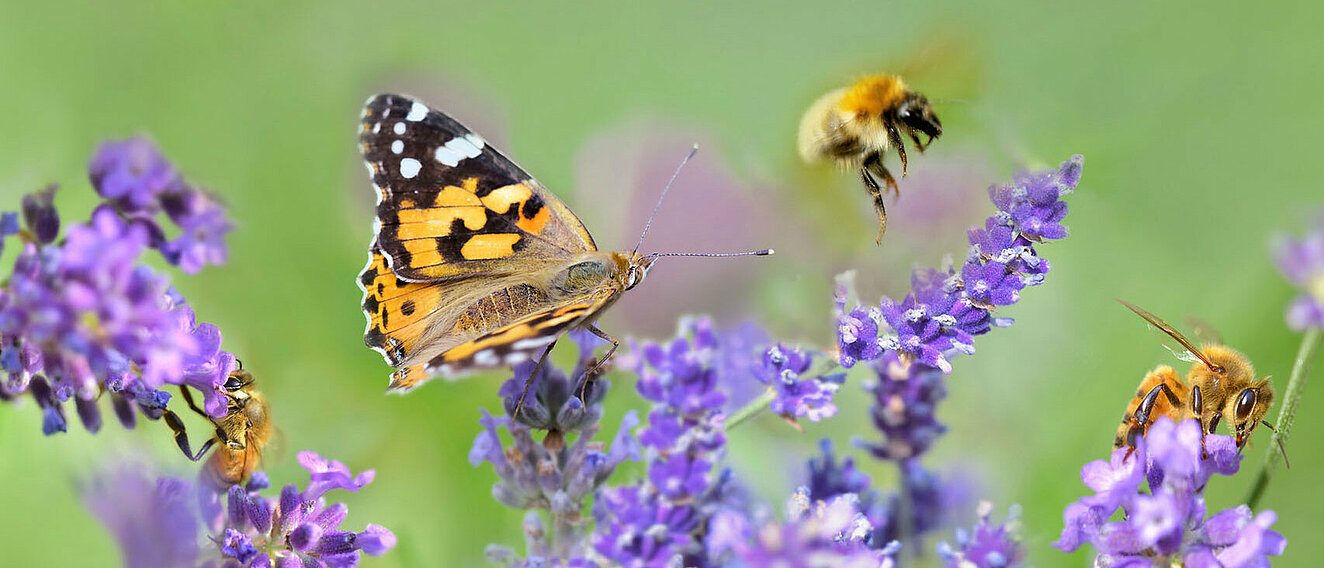 Schmetterling und Biene sitzen jeweils auf einer Lavendelblüte.