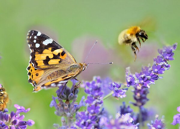 Schmetterling und Biene sitzen jeweils auf einer Lavendelblüte.