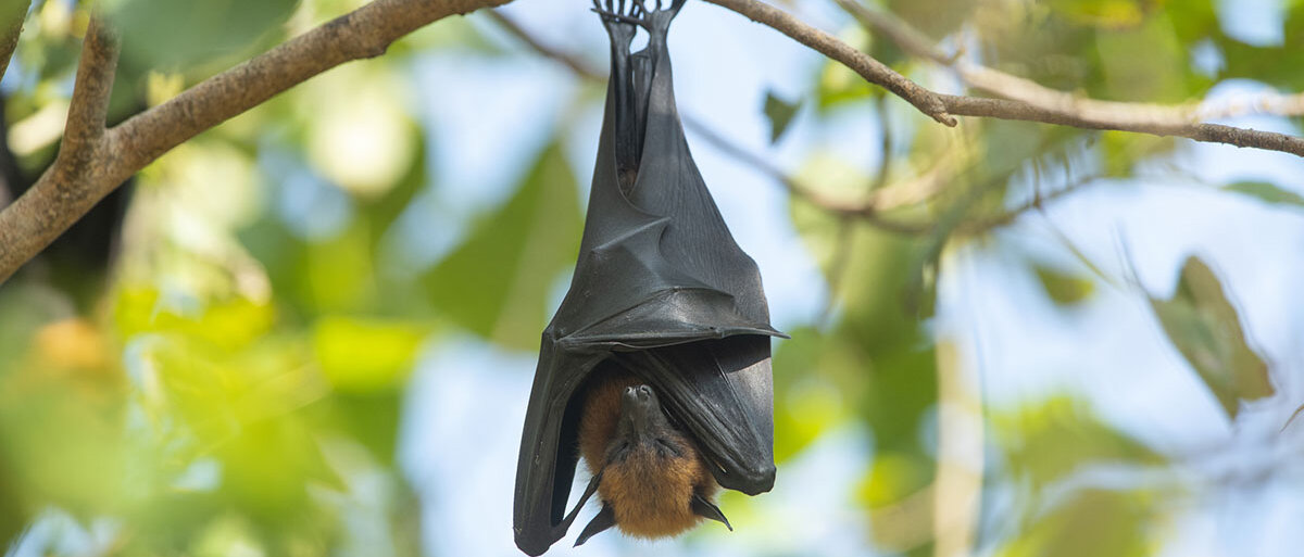Eine Fledermaus hängt kopfüber an einem Ast und hat ihre Flügel um ihren Körper gewickelt.