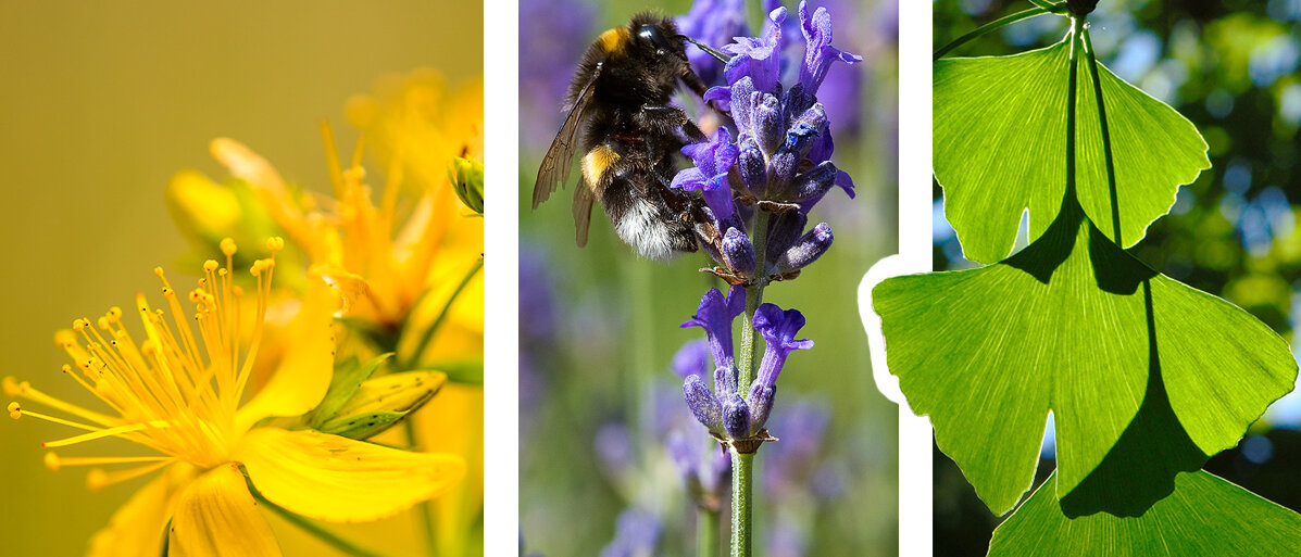 Eine Collage aus drei Bildern: links Johanniskraut, in der Mitte Lavendel, rechts Ginkgo