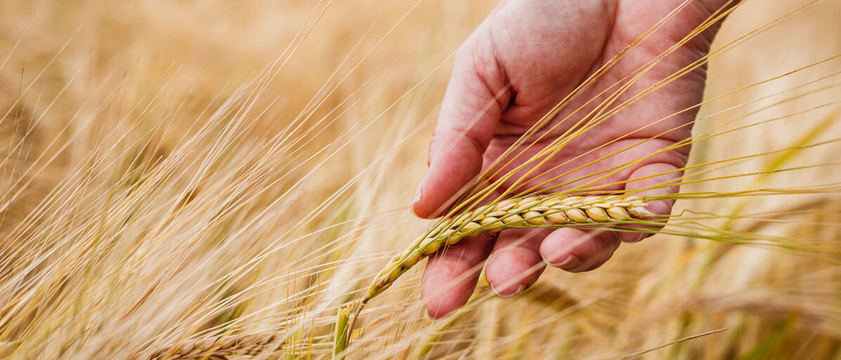 Ballaststoffreiche Ernährung mit Gerste Hand streift durch einen Gerstenfeld