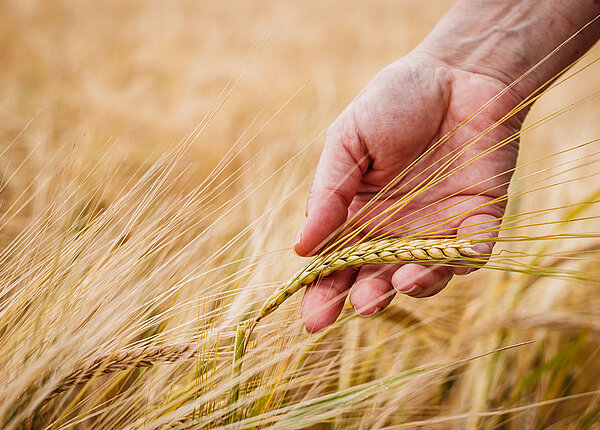 Ballaststoffreiche Ernährung mit Gerste Hand streift durch einen Gerstenfeld
