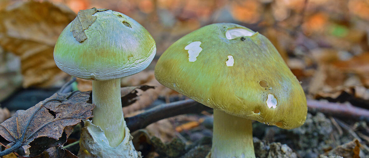 Zwei Pilze stehen nebeneinander auf dem Waldboden