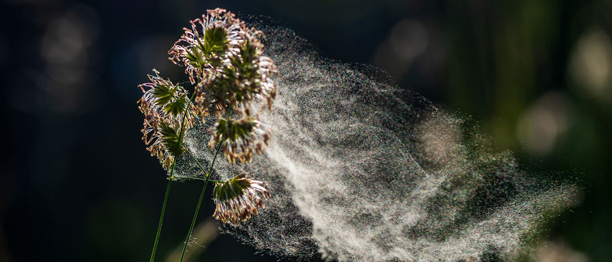 Eine Wolke an Pollen stäubt aus einer Pflanze heraus.