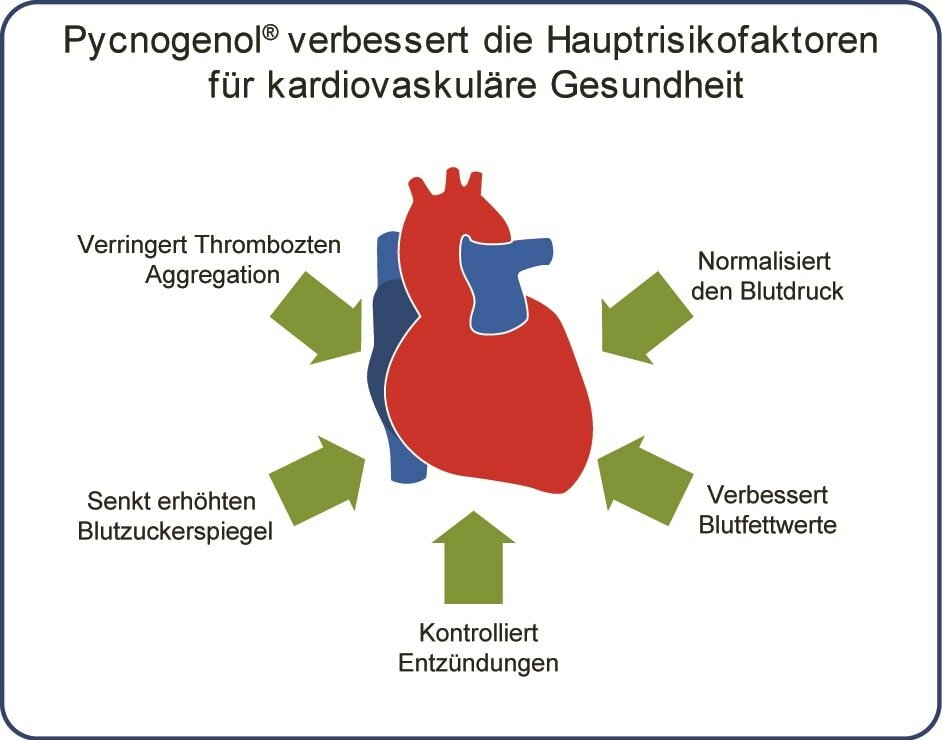 Tabelle kardiovaskuläre Gesundheit Pycnogenol