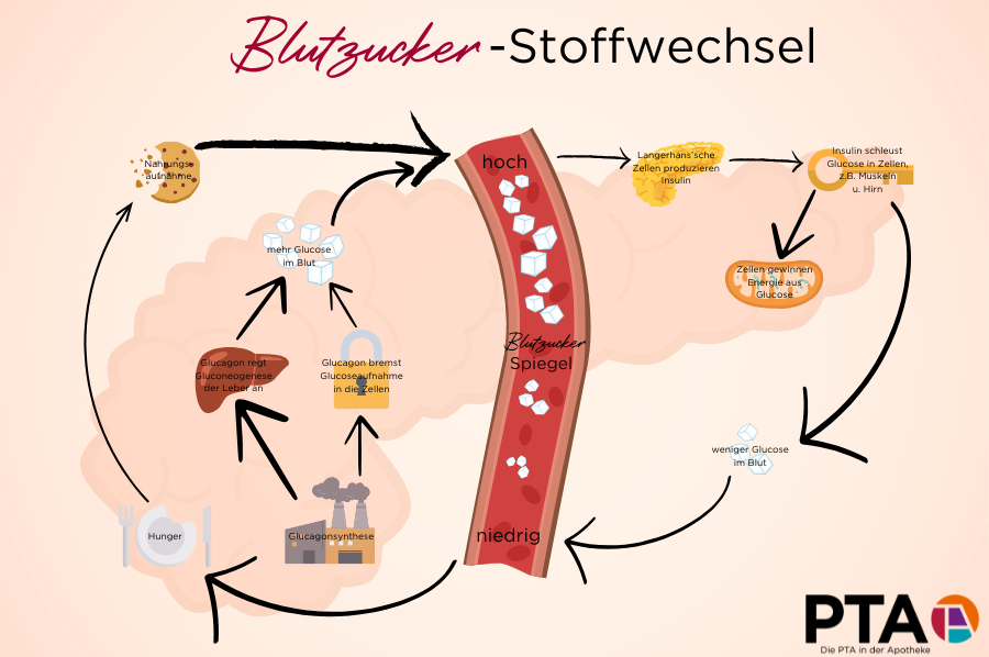 Der im Text beschriebene Blutzuckerstoffwechsel als Grafik dargestellt