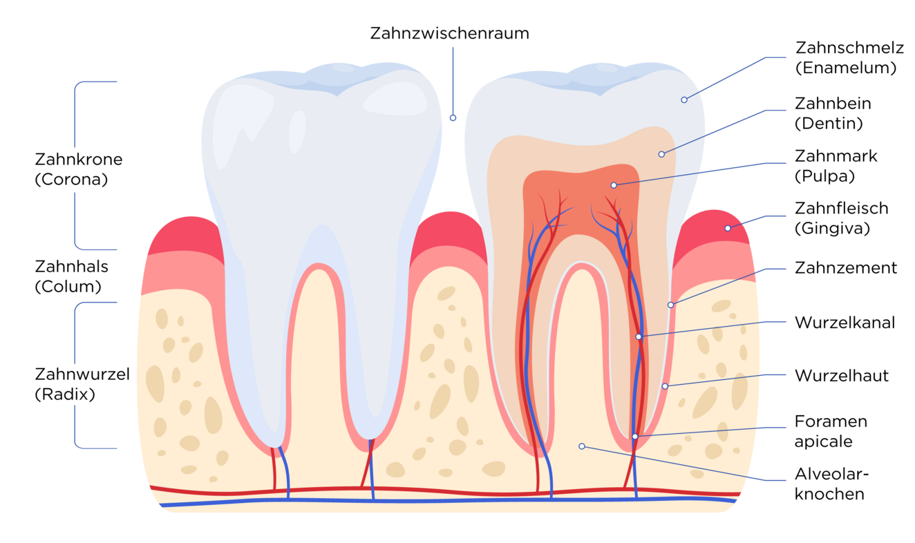 Schematische Darstellung zweier Zähne. Beim linken Zahn sind Zahnkrone, Zahnhals und Zahnwurzel markiert. Der rechte Zahn ist im Längsschnitt zu sehen und die einzelnen Schichten sind gekennzeichnet.