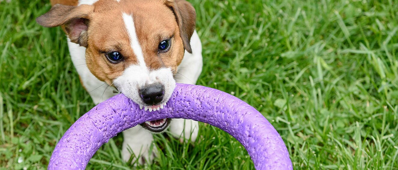 Hund, der die Zähne fletscht, beißt in einen lila Ring. Am vorderen Bildrand ist eine zweite Hundeschnauze zu sehen.