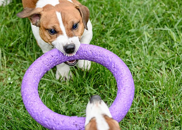 Hund, der die Zähne fletscht, beißt in einen lila Ring. Am vorderen Bildrand ist eine zweite Hundeschnauze zu sehen.