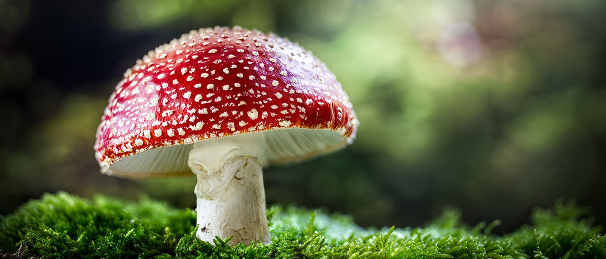 Ein Fliegenpilz mit runder, roter Kappe und weißen, erhabenen Tupfen steht im Moos.