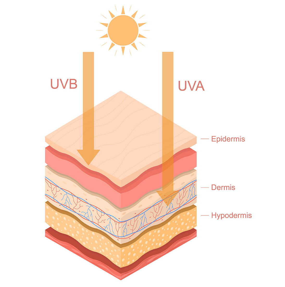 Grafik eines Querschnitts durch die Haut. Die Haut hat verschiedene Schichten, beschriftet sind Epidermis, Lederhaut und Unterhautfettgewebe. UV-B-Strahlung dringt nur bis in die Epidermis, dargestellt durch einen Pfeil. Der Pfeil für die UV-A-Strahlung hingegen reicht bis in die Lederhaut.