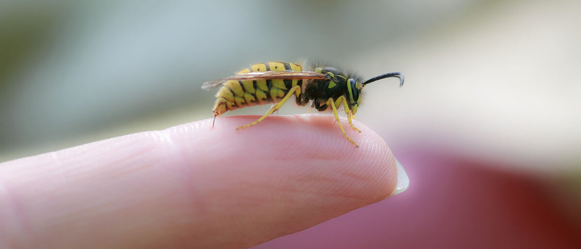 Wespe sitzt auf einem ausgestreckten Frauenfinger