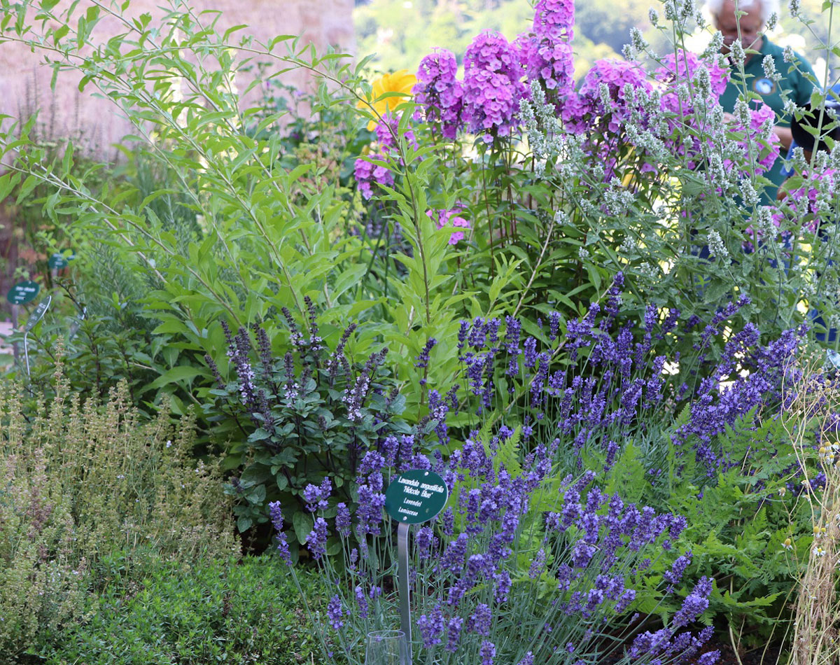 Ein Staudenbeet aus unter anderem Lavendel und Sonnenhut