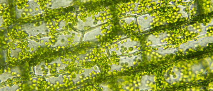 mikroskopisch vergrößerte Ansicht von Algenzellen