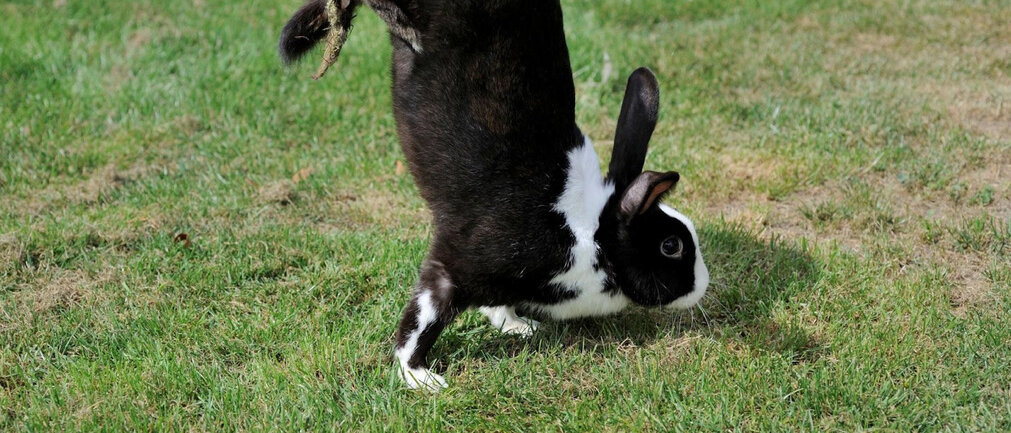 Ein Sauteur-d’Alfort-Kaninchen läuft im Handstand.