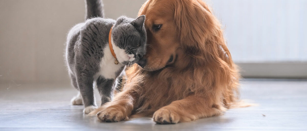 Ein Hund und eine Katze schmusen.