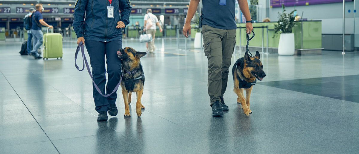 Sicherheitspersonal mit Spürhunden, die im Flughafenterminal spazieren gehen.