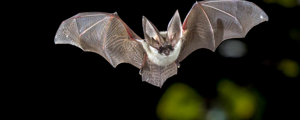 Eine Fledermaus fliegt durch den nächtlichen Wald.