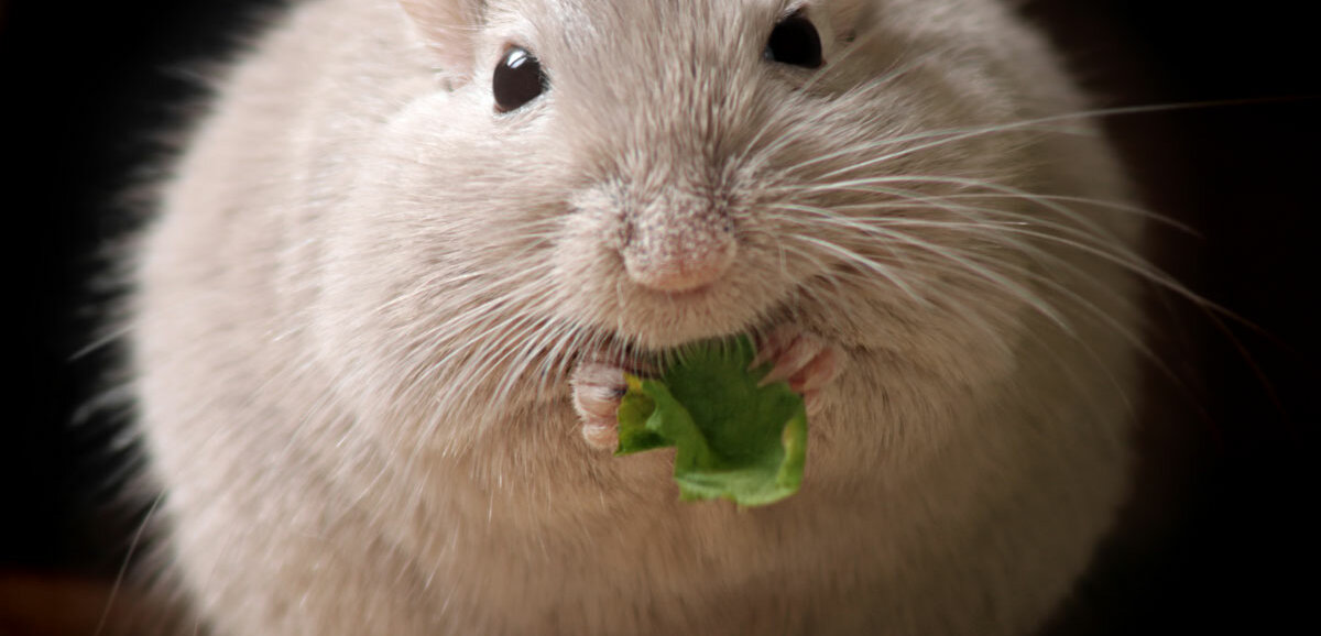 Eine dicke, flauschige Maus futtert ein Stück Gemüse
