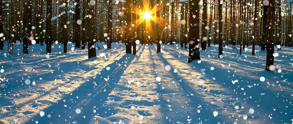 Zwischen den Bäumen eines verschneiten Waldes scheint die Sonne hindurch.