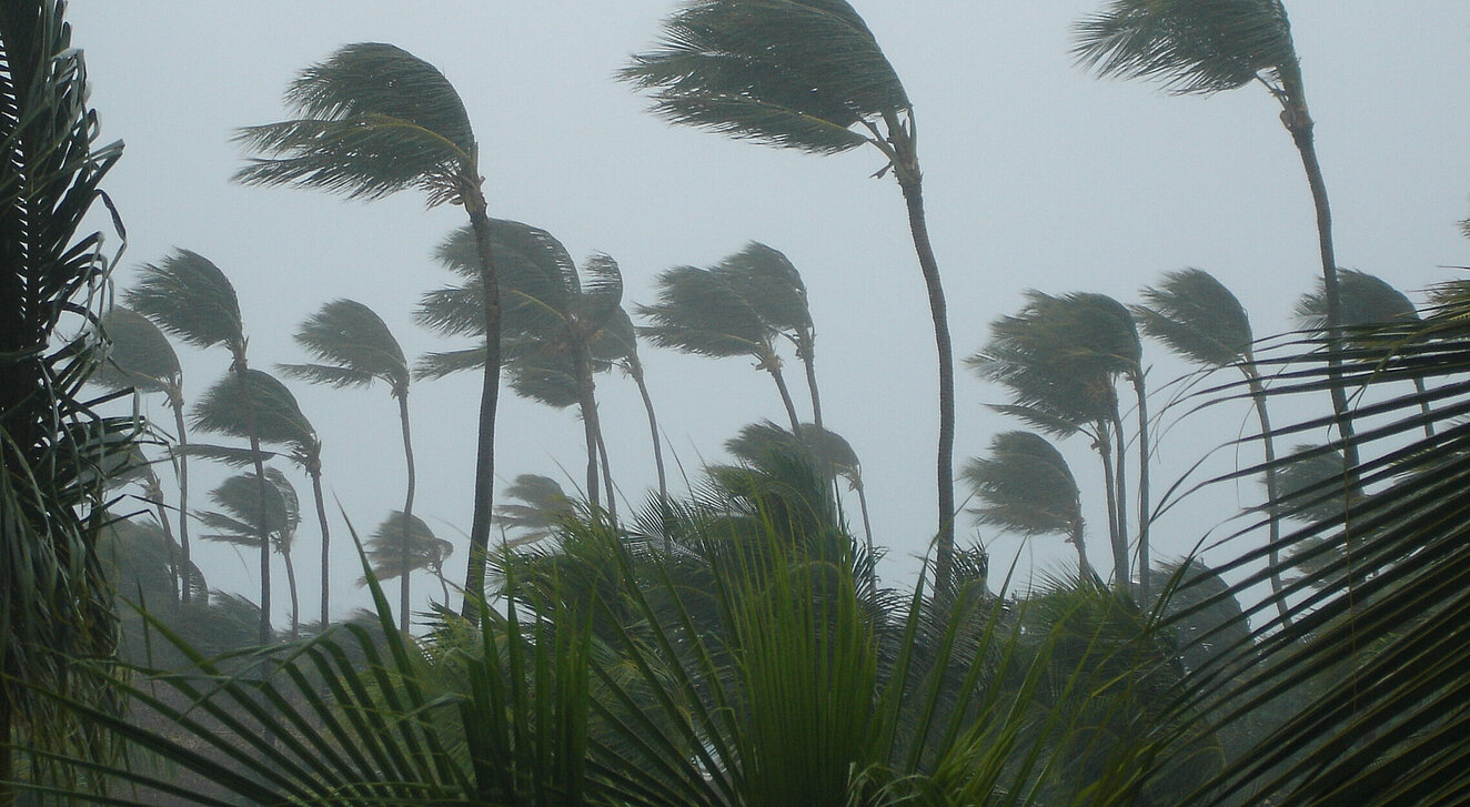 Palmen biegen sich im Sturm
