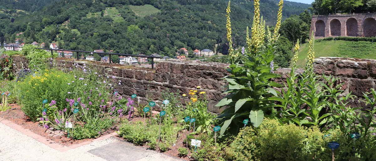 Die verschiedenen Beete des Apothekengartens vor der Aussicht auf das Neckartal