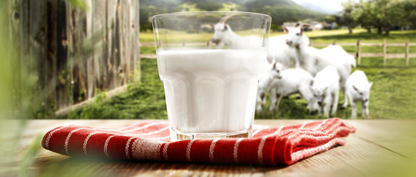ein Glas Milch im Vordergrund, Ziegen dahinter