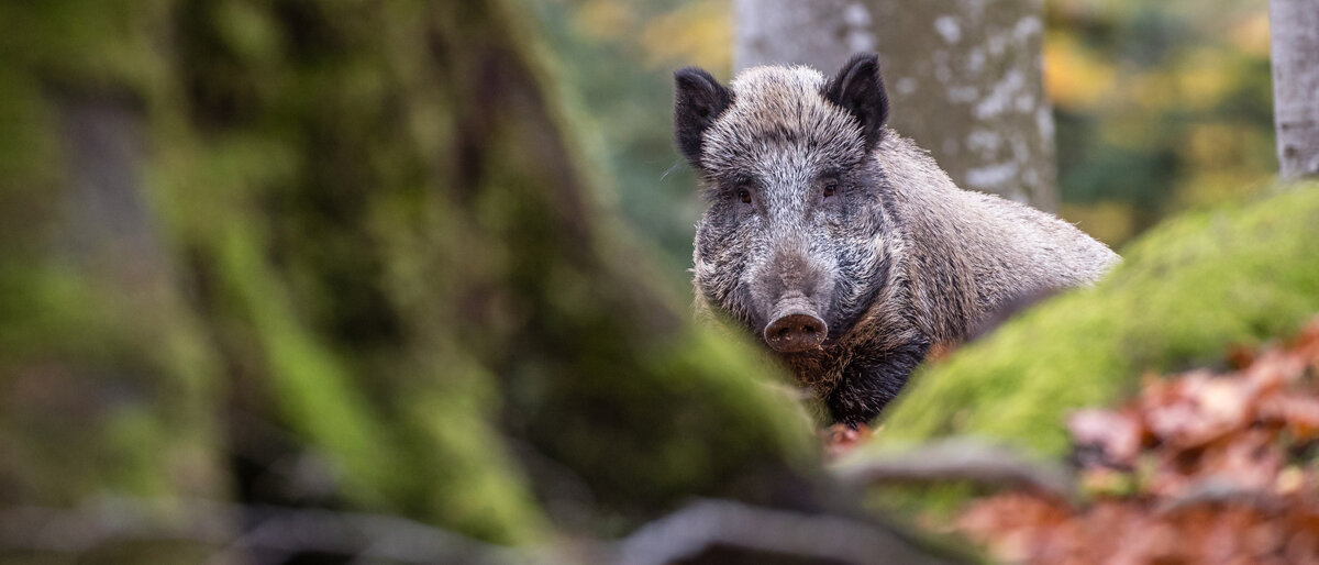 Ein Wildschwein schaut im Wald zwischen zwei Bäumen hindurch.